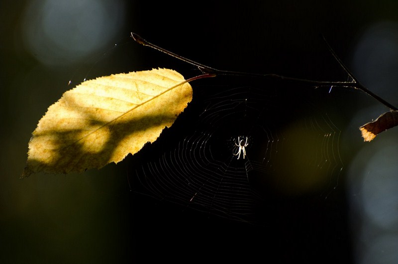 dsc_2397-kopiowanie-kopiowanie