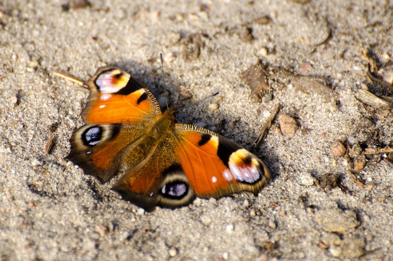 dsc_3516-kopiowanie-kopiowanie