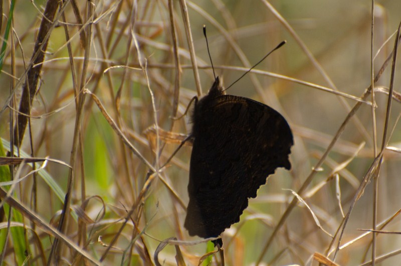 dsc_3519-kopiowanie-kopiowanie