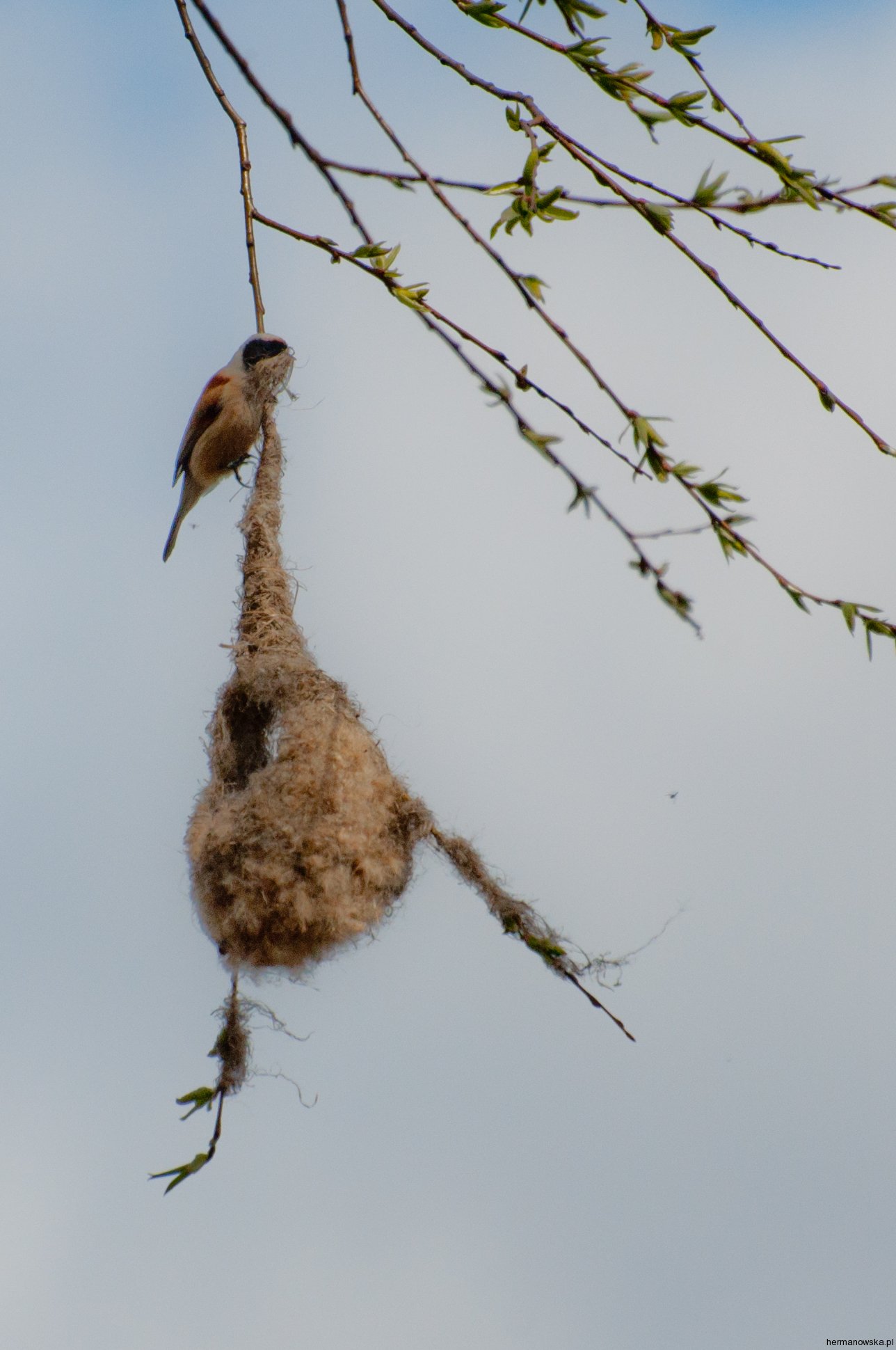 Remiz buduje gniazdo