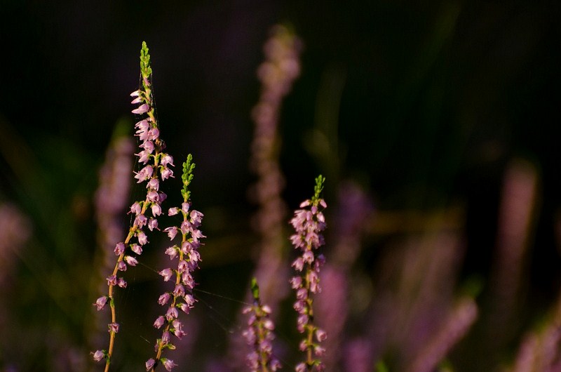 1-0033-kopiowanie-kopiowanie