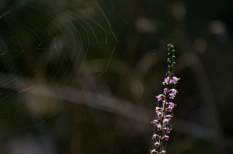 1-9741-kopiowanie-kopiowanie