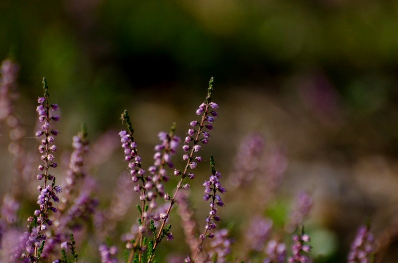 1-9752-kopiowanie-kopiowanie