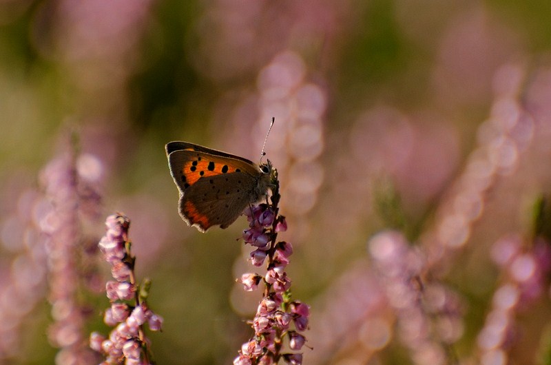 1-9784-kopiowanie-kopiowanie