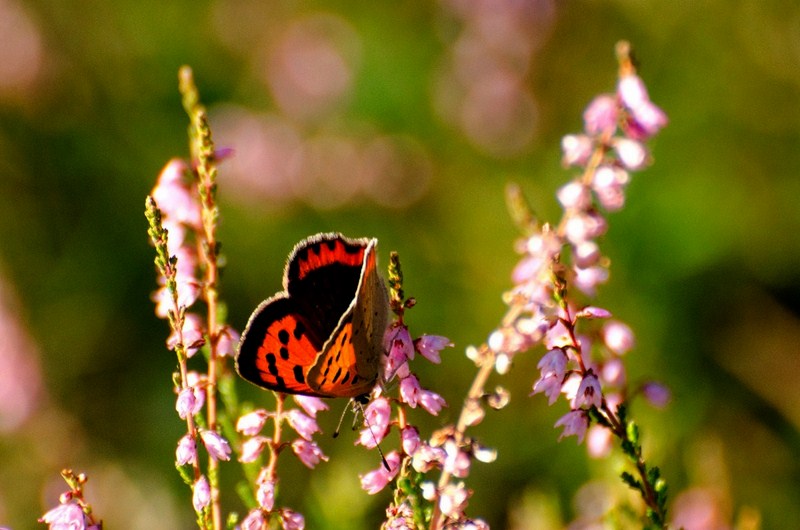 1-9803-kopiowanie-kopiowanie