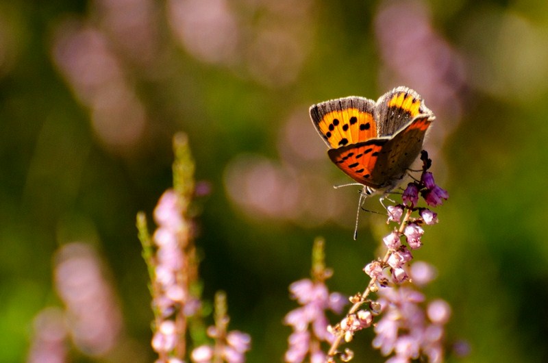 1-9808-kopiowanie-kopiowanie