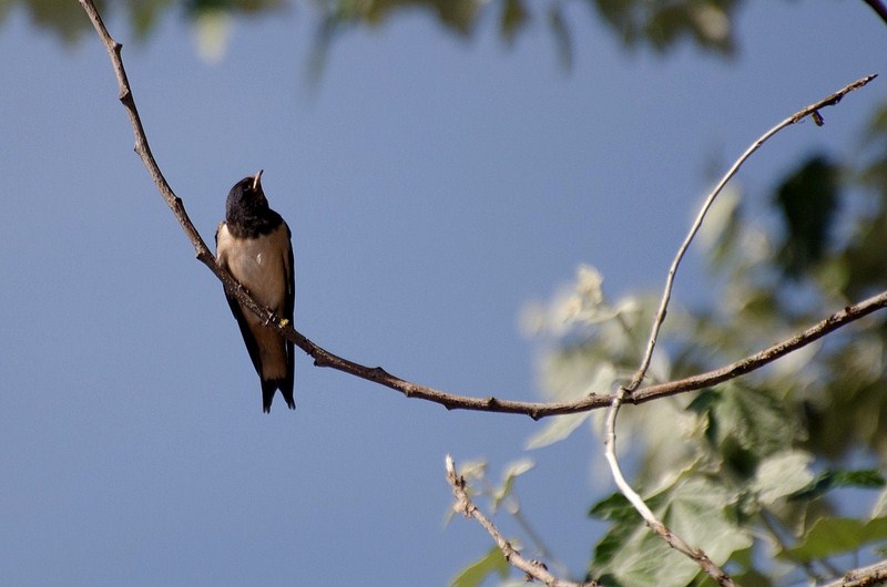 dsc_5411-kopiowanie-kopiowanie