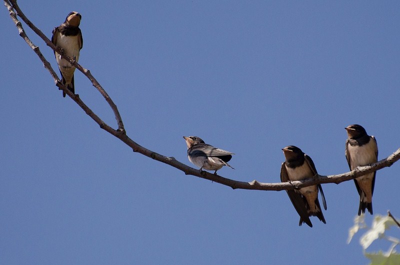 dsc_5427-kopiowanie-kopiowanie