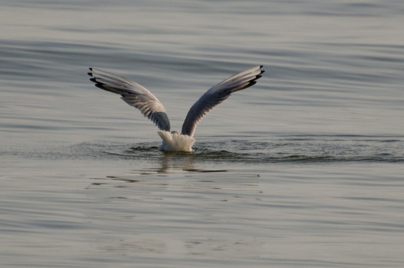 dsc_5830-kopiowanie-kopiowanie