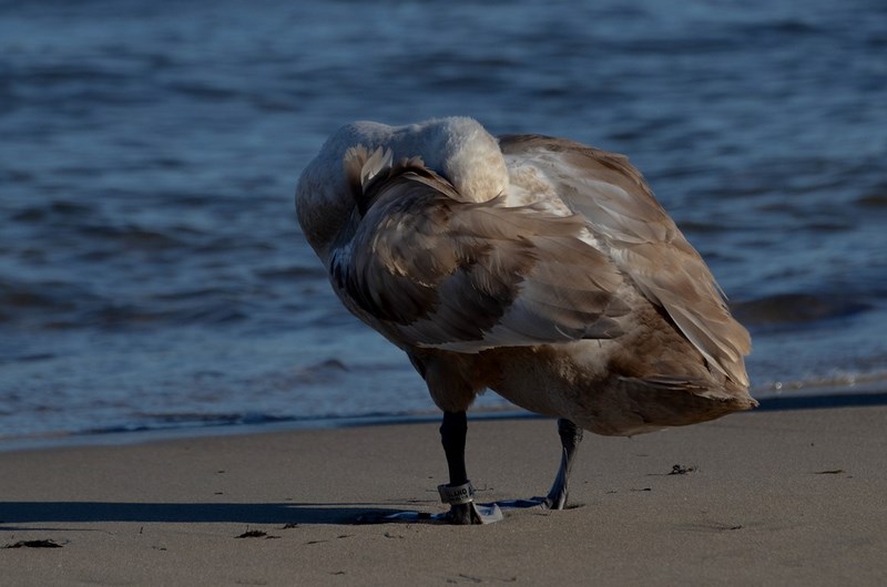 dsc_5993-kopiowanie-kopiowanie