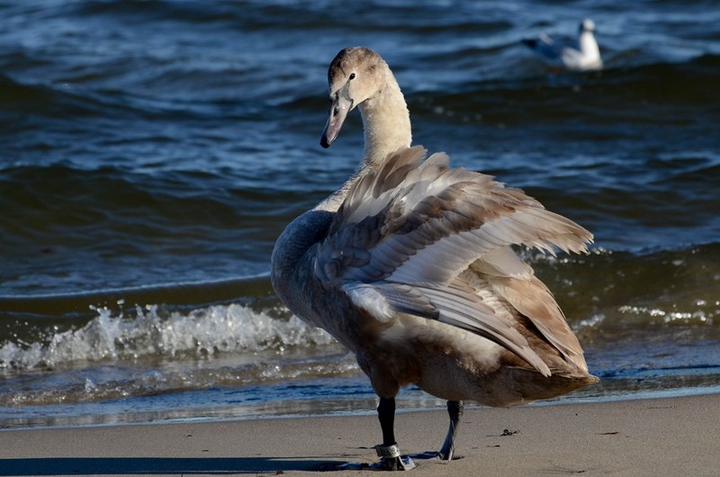 dsc_5998-kopiowanie-kopiowanie