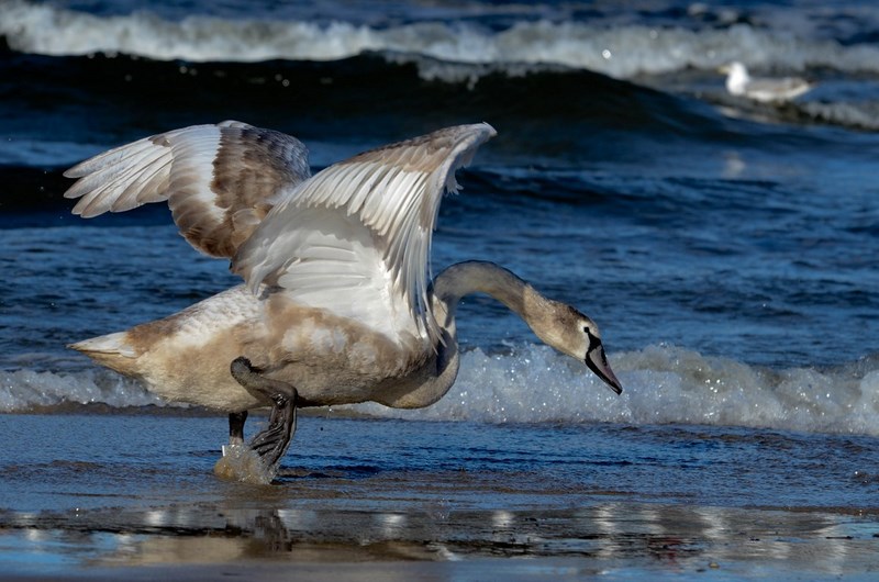 dsc_6009-kopiowanie-kopiowanie