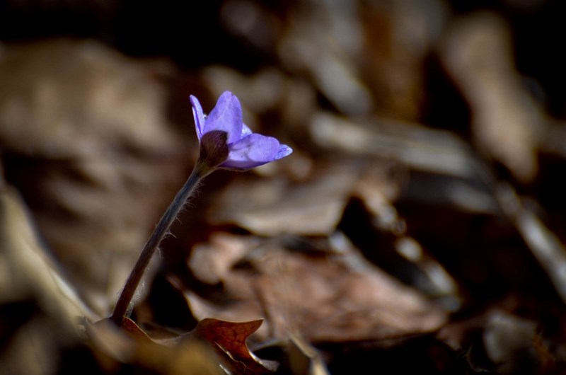 dsc_7560-kopiowanie-kopiowanie